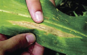 Crop disease threat ramps up